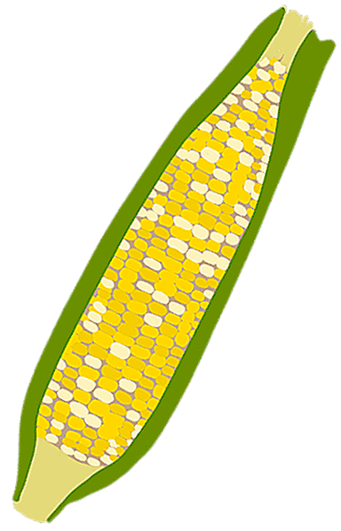 Corn on the cob illustration
